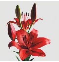 ΛΙΛΙΟΥΜ ΚΟΚΚΙΝΟ εισαγ. LILIUM LA ORIGINAL LONE